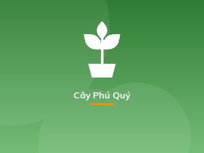 Cây Phú Quý