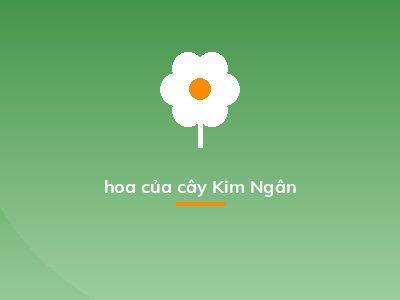 hoa của cây Kim Ngân