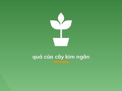 quả của cây kim ngân