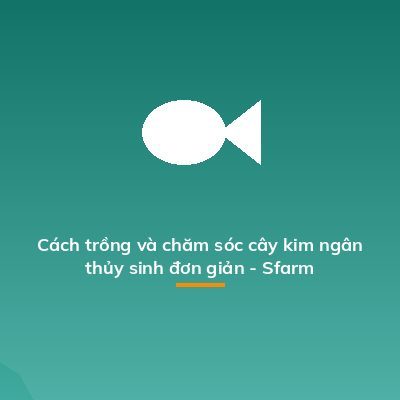 Cách trồng và chăm sóc cây kim ngân thủy sinh đơn giản - Sfarm