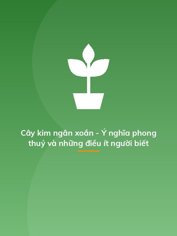 Cây kim ngân xoắn - Ý nghĩa phong thuỷ và những điều ít người biết