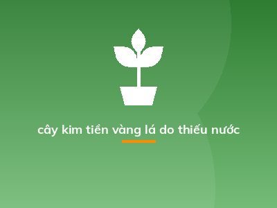 cây kim tiền vàng lá do thiếu nước