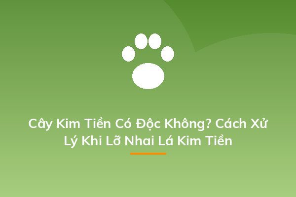 Cây Kim Tiền Có Độc Không? Cách Xử Lý Khi Lỡ Nhai Lá Kim Tiền