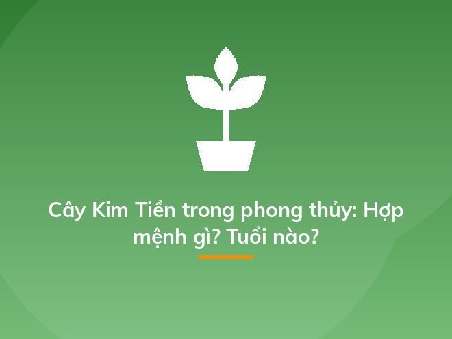 Cây Kim Tiền trong phong thủy: Hợp mệnh gì? Tuổi nào?