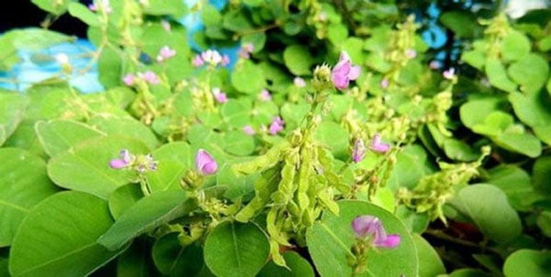 Kinh nghiệm điều trị bệnh sỏi thận bằng kim tiền thảo | Medlatec
