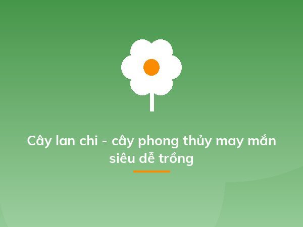 Cây lan chi - cây phong thủy may mắn siêu dễ trồng