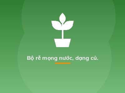 Bộ rễ mọng nước, dạng củ.