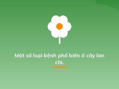 Một số loại bệnh phổ biến ở cây lan chi.