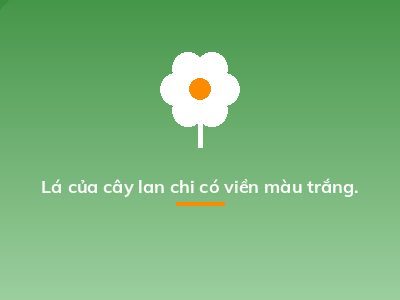 Lá của cây lan chi có viền màu trắng.