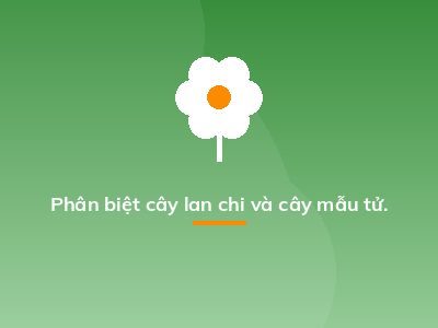 Phân biệt cây lan chi và cây mẫu tử.