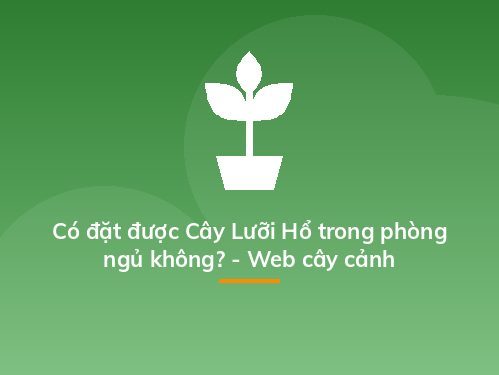Có đặt được Cây Lưỡi Hổ trong phòng ngủ không? - Web cây cảnh