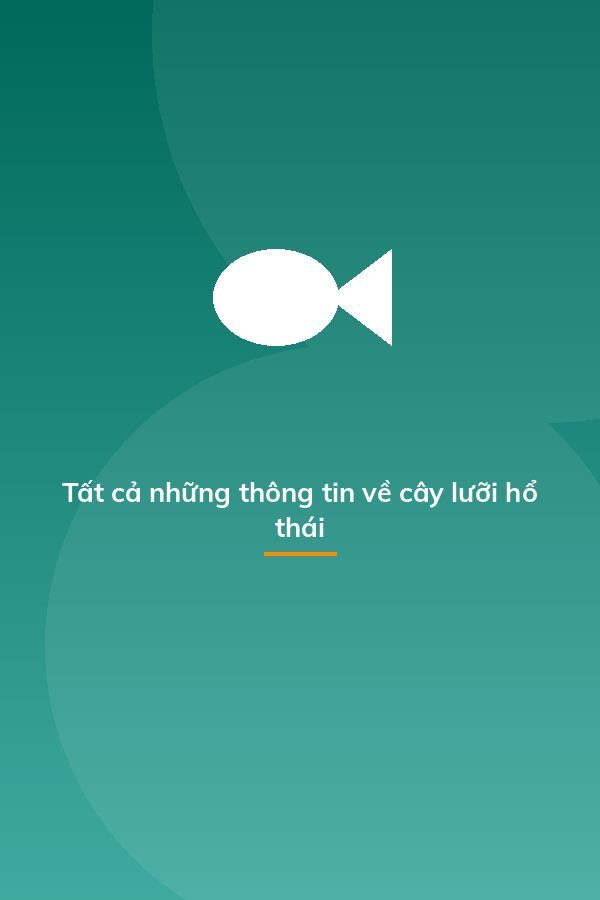 Tất cả những thông tin về cây lưỡi hổ thái
