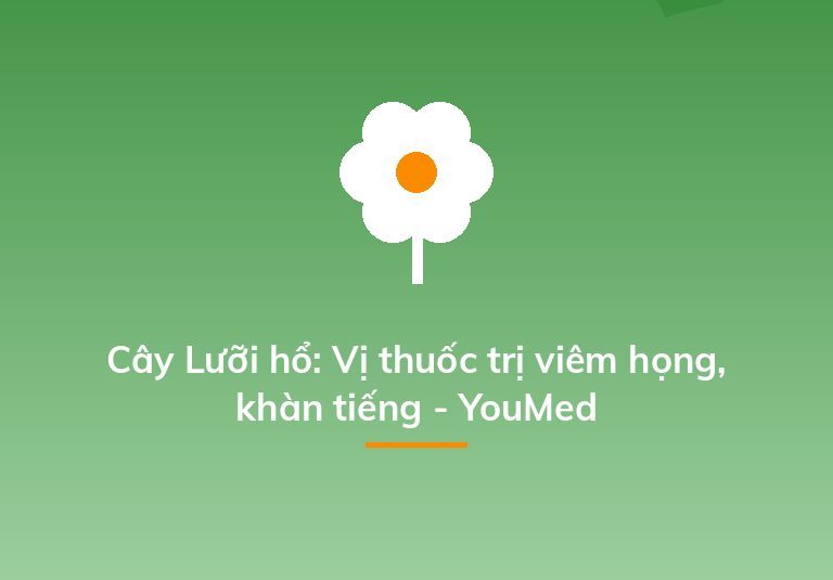 Cây Lưỡi hổ: Vị thuốc trị viêm họng, khàn tiếng - YouMed
