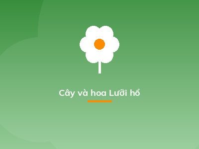 Cây và hoa Lưỡi hổ