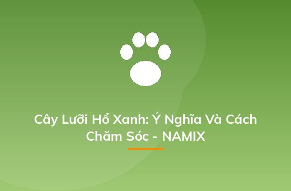 Cây Lưỡi Hổ Xanh: Ý Nghĩa Và Cách Chăm Sóc - NAMIX