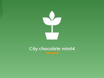 Cây chocolate mint4