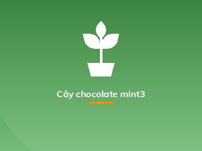 Cây chocolate mint3