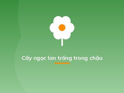 Cây ngọc lan trồng trong chậu