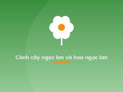 Cành cây ngọc lan và hoa ngọc lan