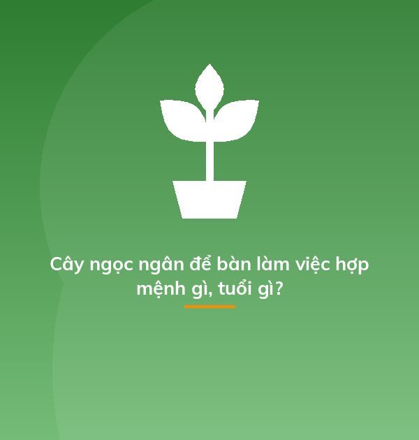 Cây ngọc ngân để bàn làm việc hợp mệnh gì, tuổi gì?