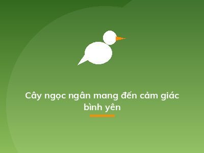Cây ngọc ngân mang đến cảm giác bình yên