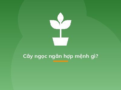 Cây ngọc ngân hợp mệnh gì?