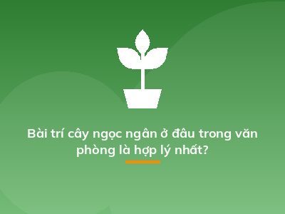 Bài trí cây ngọc ngân ở đâu trong văn phòng là hợp lý nhất?