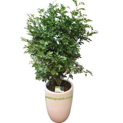 Cây Hoa Nguyệt Quế thơm, cao 1m3 để ban công và hiên nhà