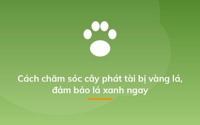 Cách chăm sóc cây phát tài bị vàng lá, đảm bảo lá xanh ngay