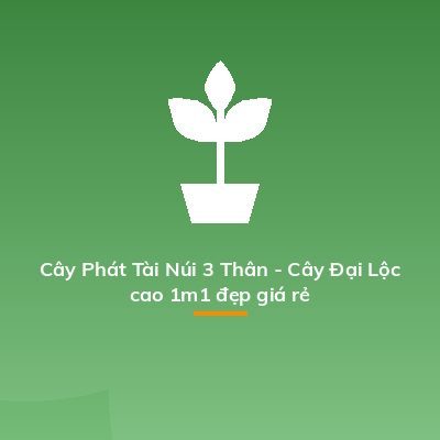Cây Phát Tài Núi 3 Thân - Cây Đại Lộc cao 1m1 đẹp giá rẻ