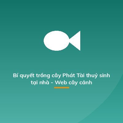 Bí quyết trồng cây Phát Tài thuỷ sinh tại nhà - Web cây cảnh