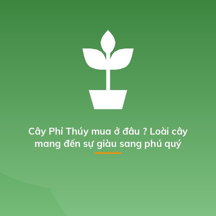 Cây Phỉ Thúy mua ở đâu ? Loài cây mang đến sự giàu sang phú quý