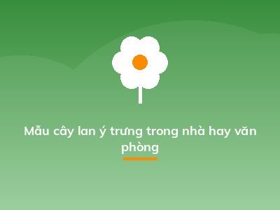 Mẫu cây lan ý trưng trong nhà hay văn phòng