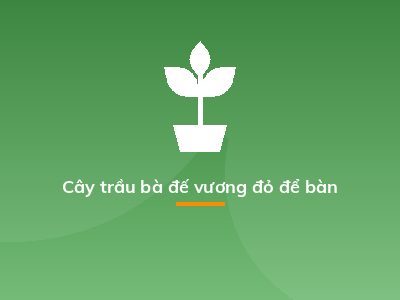 Cây trầu bà đế vương đỏ để bàn
