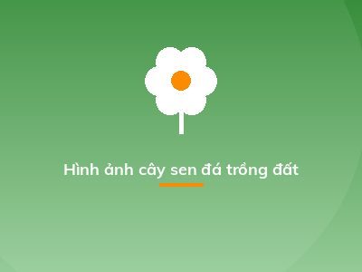 Hình ảnh cây sen đá trồng đất