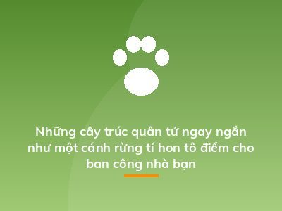 Những cây trúc quân tử ngay ngắn như một cánh rừng tí hon tô điểm cho ban công nhà bạn