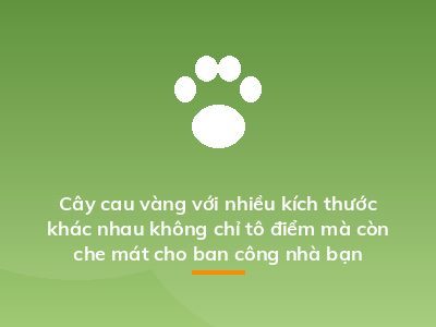 Cây cau vàng với nhiều kích thước khác nhau không chỉ tô điểm mà còn che mát cho ban công nhà bạn