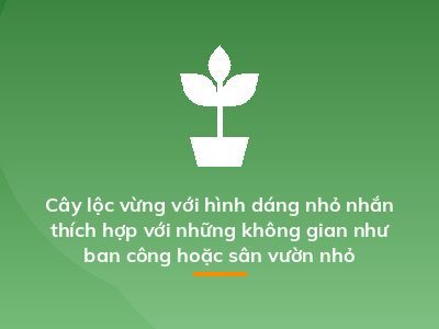Cây lộc vừng với hình dáng nhỏ nhắn thích hợp với những không gian như ban công hoặc sân vườn nhỏ