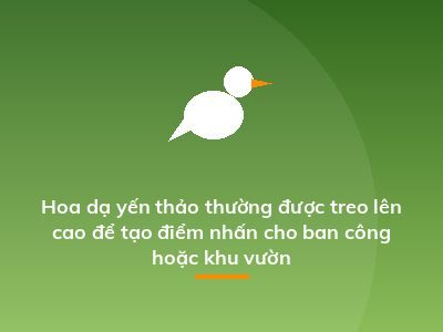 Hoa dạ yến thảo thường được treo lên cao để tạo điểm nhấn cho ban công hoặc khu vườn