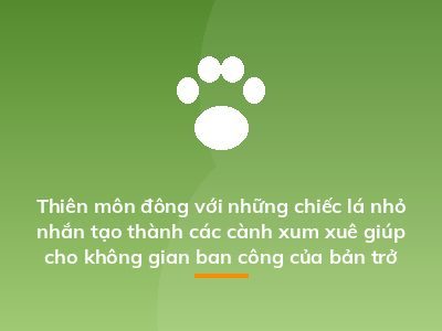 Thiên môn đông với những chiếc lá nhỏ nhắn tạo thành các cành xum xuê giúp cho không gian ban công của bản trở nên tươi mát hơn