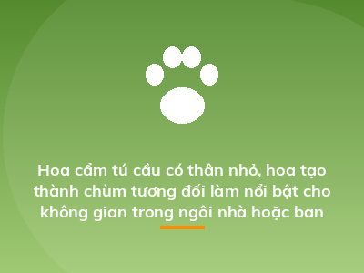 Hoa cẩm tú cầu có thân nhỏ, hoa tạo thành chùm tương đối làm nổi bật cho không gian trong ngôi nhà hoặc ban công của bạn
