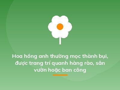 Hoa hồng anh thường mọc thành bụi, được trang trí quanh hàng rào, sân vườn hoặc ban công