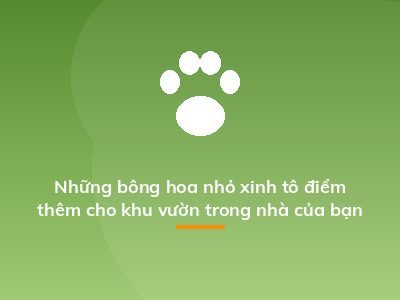 Những bông hoa nhỏ xinh tô điểm thêm cho khu vườn trong nhà của bạn