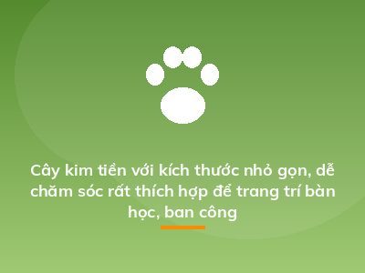 Cây kim tiền với kích thước nhỏ gọn, dễ chăm sóc rất thích hợp để trang trí bàn học, ban công