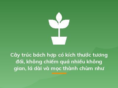 Cây trúc bách hợp có kích thước tương đối, không chiếm quá nhiều không gian, lá dài và mọc thành chùm như quả bóng bay xanh mướt