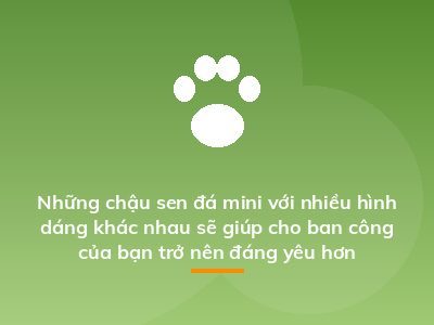 Những chậu sen đá mini với nhiều hình dáng khác nhau sẽ giúp cho ban công của bạn trở nên đáng yêu hơn