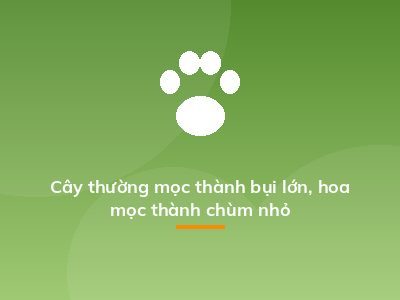 Cây thường mọc thành bụi lớn, hoa mọc thành chùm nhỏ