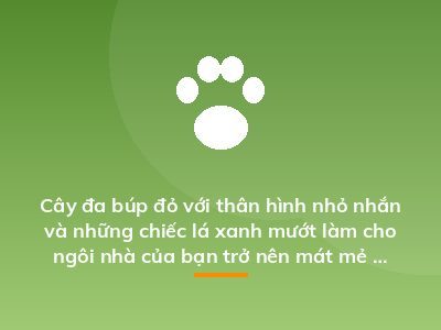 Cây đa búp đỏ với thân hình nhỏ nhắn và những chiếc lá xanh mướt làm cho ngôi nhà của bạn trở nên mát mẻ hơn rất nhiều