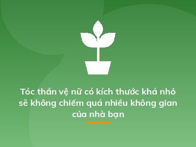 Tóc thần vệ nữ có kích thước khá nhỏ sẽ không chiếm quá nhiều không gian của nhà bạn