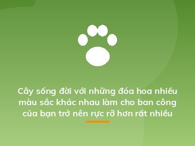 Cây sống đời với những đóa hoa nhiều màu sắc khác nhau làm cho ban công của bạn trở nên rực rỡ hơn rất nhiều